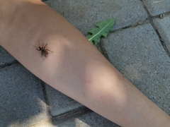 Curculionidae