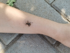 Curculionidae