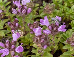 Nomioides minutissimus