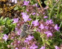 Megachile leachella
