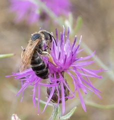 Halictus sexcinctus