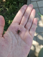 Curculionidae