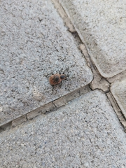 Curculionidae