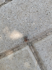 Curculionidae