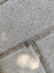 Curculionidae