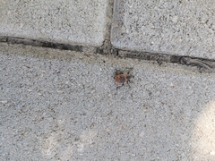 Curculionidae