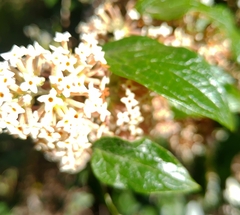 Buddleja auriculata