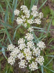 Peucedanum puberulum