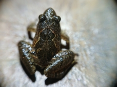 Microhyla palmipes