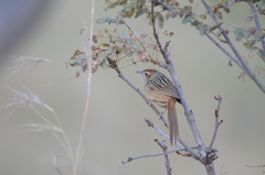 Sphenoeacus afer natalensis