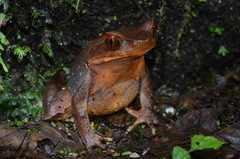 Xenophrys