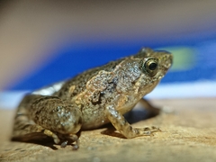Microhyla palmipes