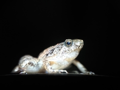 Microhyla palmipes