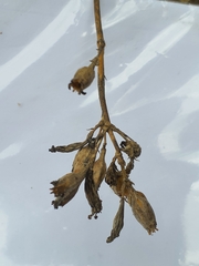 Silene longicilia