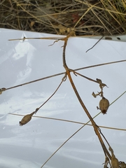 Silene longicilia