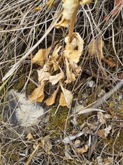 Silene longicilia