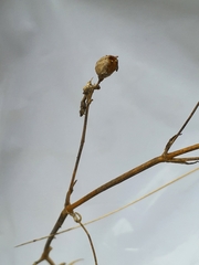 Silene longicilia