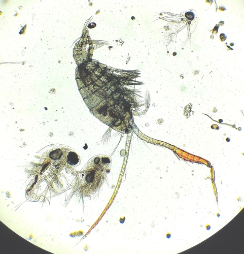 Eudiaptomus gracilis