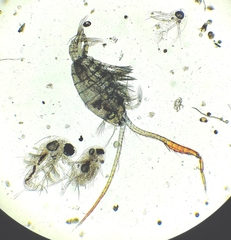 Eudiaptomus gracilis