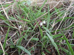 Chlorophytum fischeri