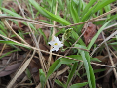 Chlorophytum fischeri