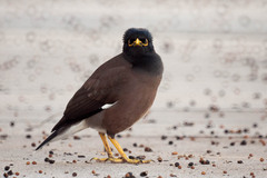 Acridotheres tristis