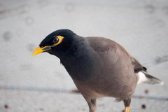 Acridotheres tristis
