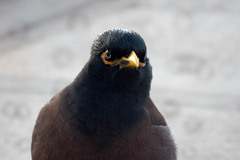 Acridotheres tristis
