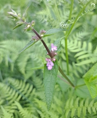 Stachys riederi