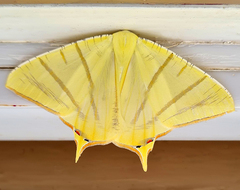 Ourapteryx sciticaudaria