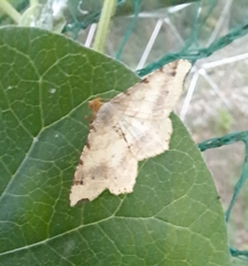 Macaria shanghaisaria