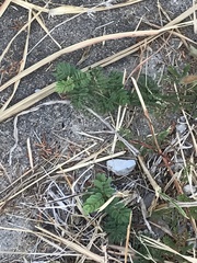 Desmanthus leptolobus