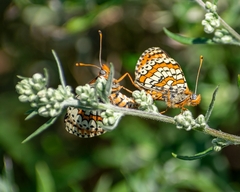 Melitaea latonigena