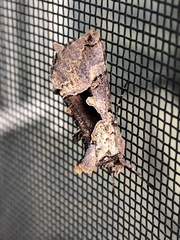 Autographa ampla