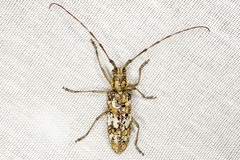Monochamus marmorator