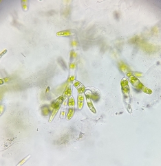 Chaetophora