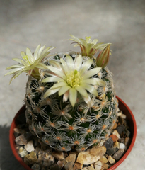 Mammillaria duwei