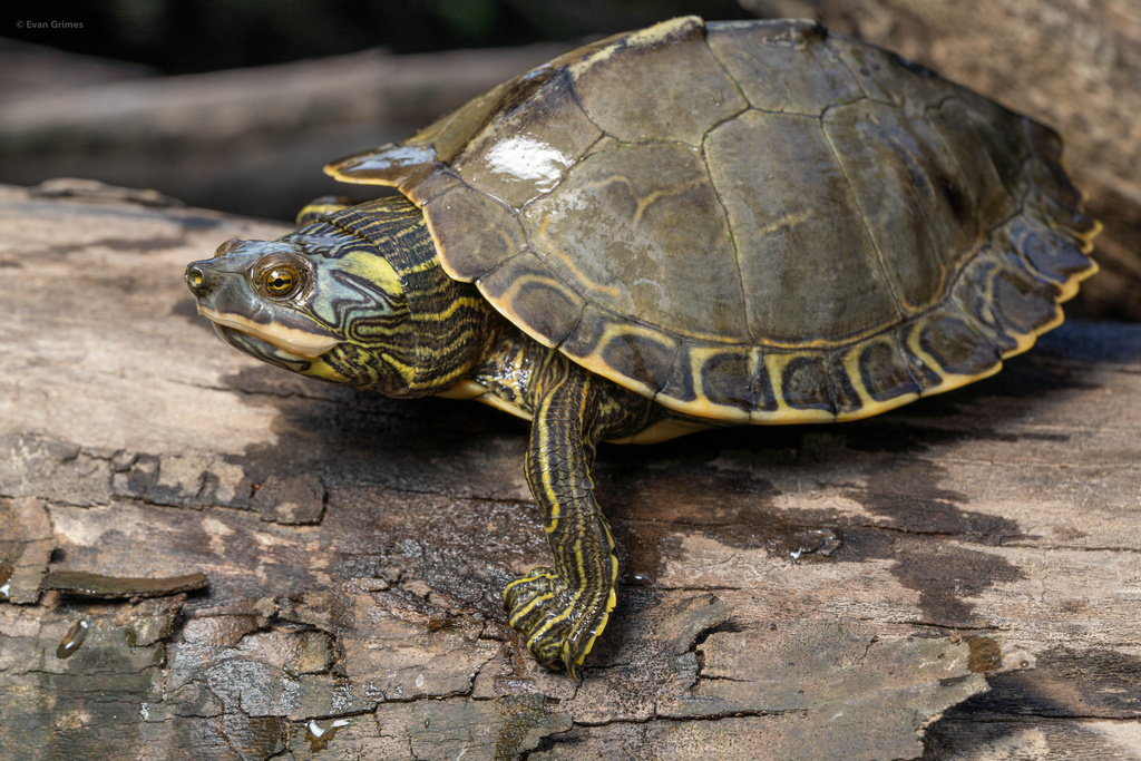 Pearl River Map Turtle In July 2022 By Evangrimes · Inaturalist