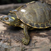 Pearl River Map Turtle - Photo (c) evangrimes, some rights reserved (CC BY), uploaded by evangrimes