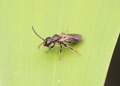 Dufourea novaeangliae
