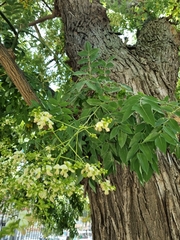 Styphnolobium japonicum