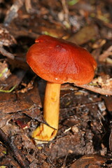 Cortinarius persplendidus