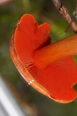 Cortinarius persplendidus