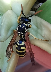 Polistes dominula