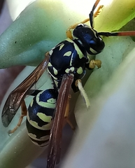 Polistes dominula