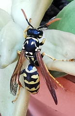 Polistes dominula