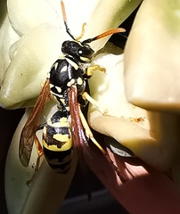 Polistes dominula