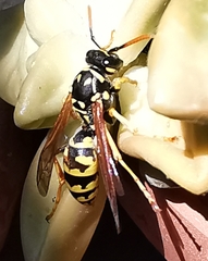 Polistes dominula