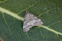 Evergestis sophialis