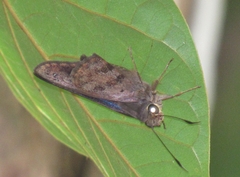 Polygonus savigny savigny